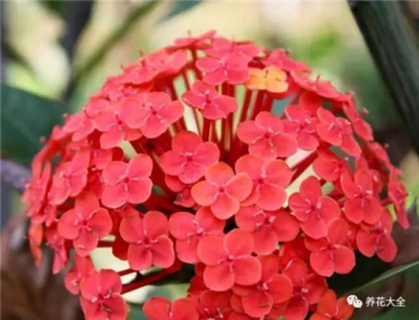 Training the adaptability of flowers and plants