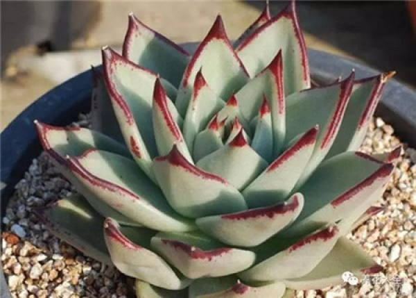 Training the adaptability of flowers and plants