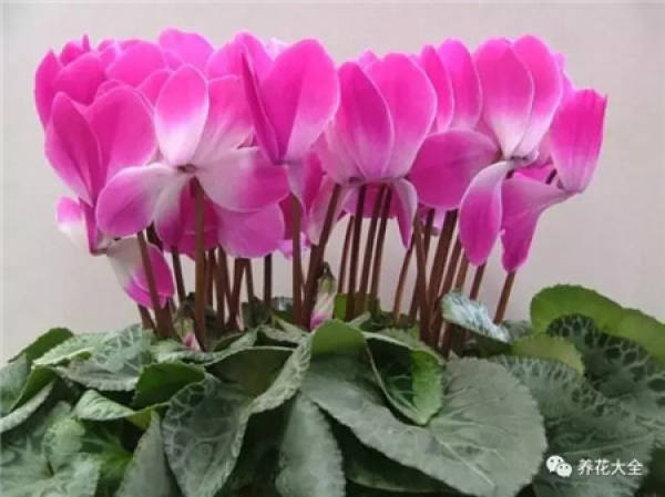 Training the adaptability of flowers and plants