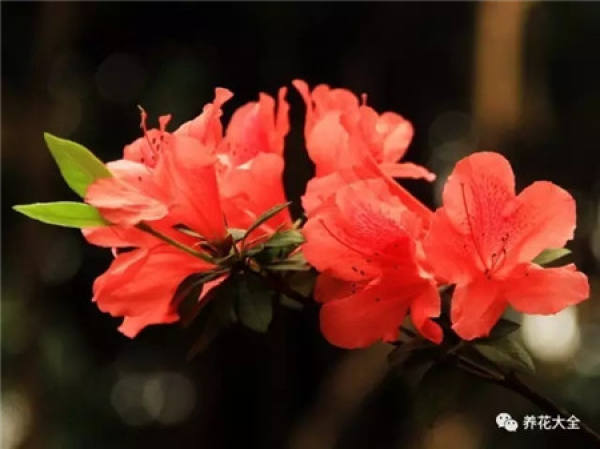 Training the adaptability of flowers and plants