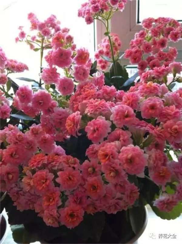 Jonquil