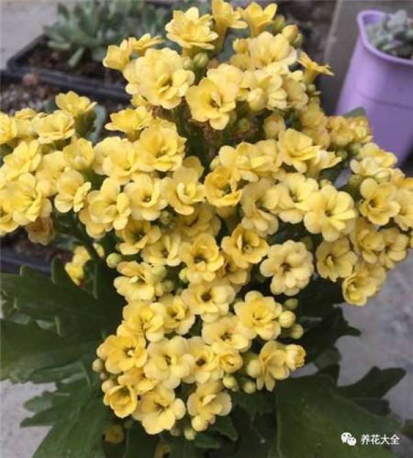 Jonquil