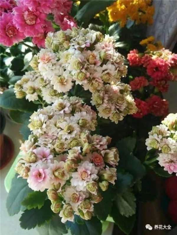 Jonquil