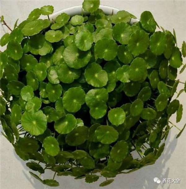 Herba Lysimachiae Christinae