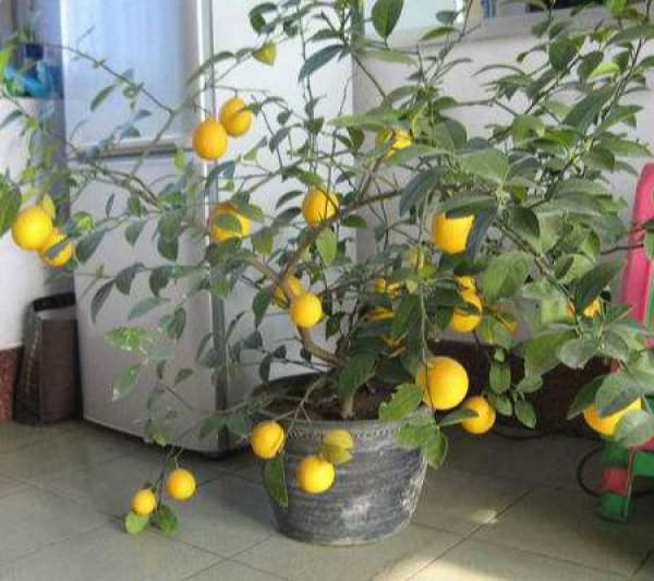 It is used to describe that it is very beautiful.