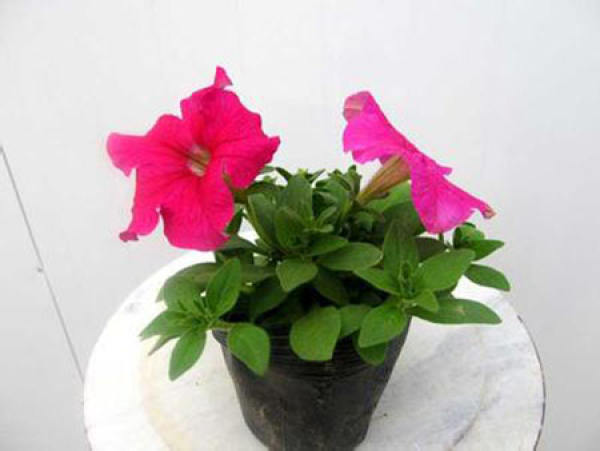Petunia potted