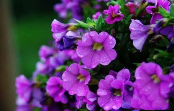 Petunia pictures