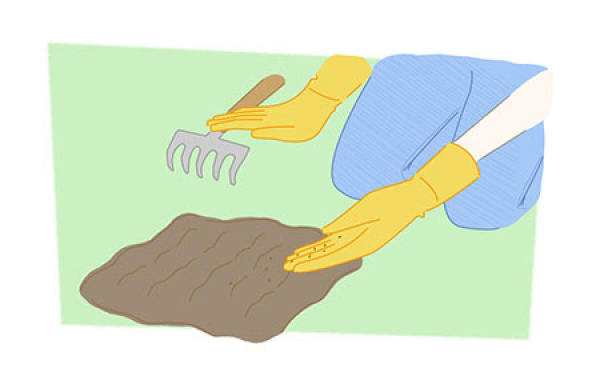 Iris Seeding