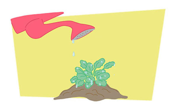 Iris Seeding