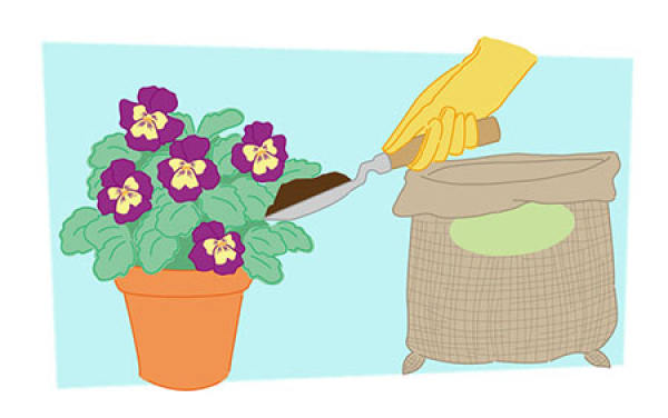 Iris Seeding