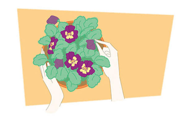 Potted butterfly plant