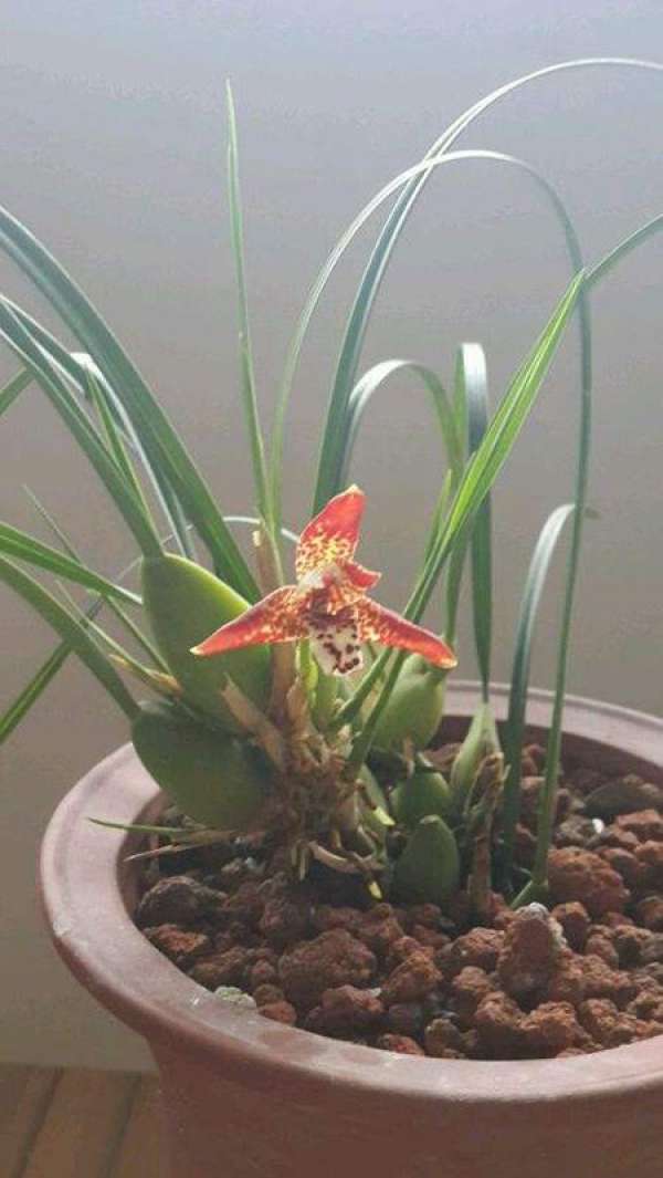 Axillary Lip Orchid and Sunshine