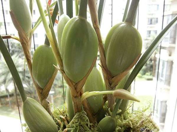 Propagation of Cymbidium axillaris