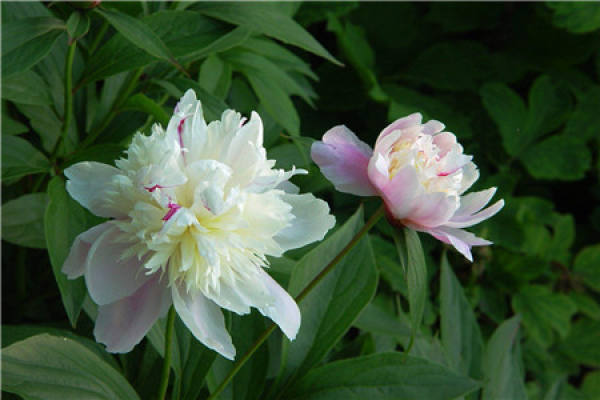 Temperature affects flowering of Paeonia lactiflora