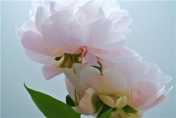 temperature affects the flowering of Paeonia lactiflora