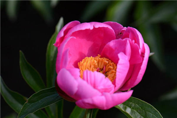 Planting season affects flowering of peony