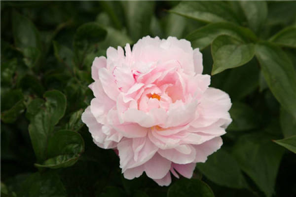 Temperature affects flowering of Paeonia lactiflora