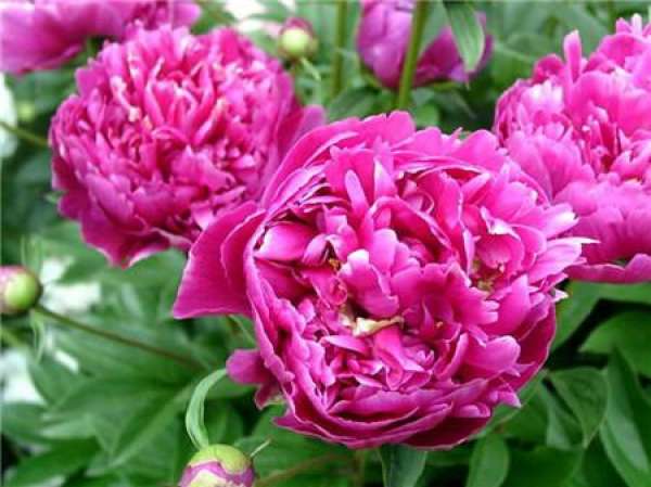 Temperature affects flowering of Paeonia lactiflora