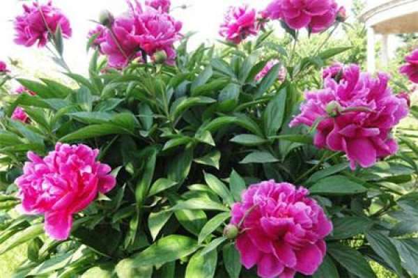 Peony transplanting season
