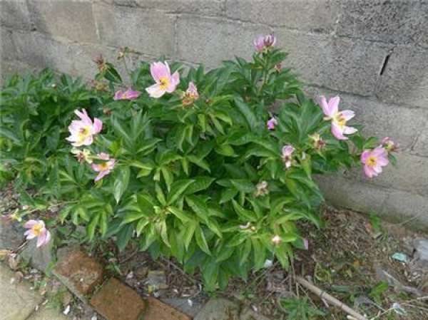 Peony transplanting season