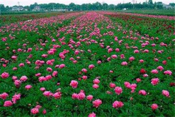 Peony transplanting and maintenance