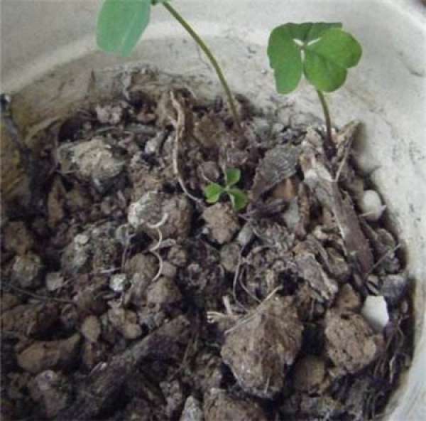 Cutting substrate Zebrina pendula