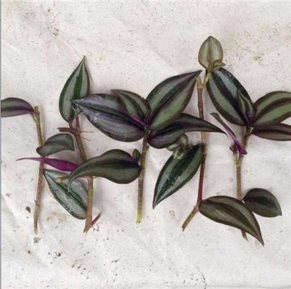 Cutting substrate Zebrina pendula