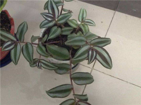 Cutting substrate Zebrina pendula