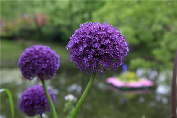 Big flower onion purple sensation