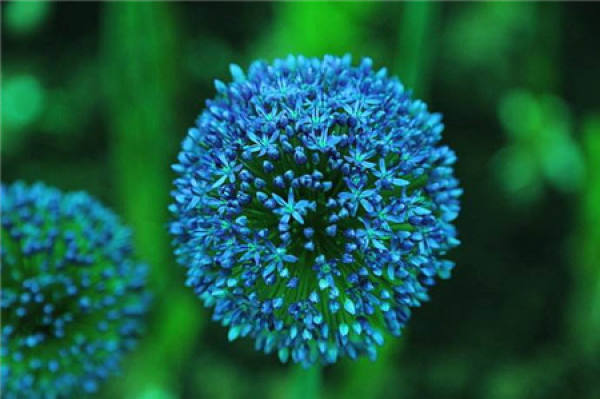 Big flower onion purple sensation