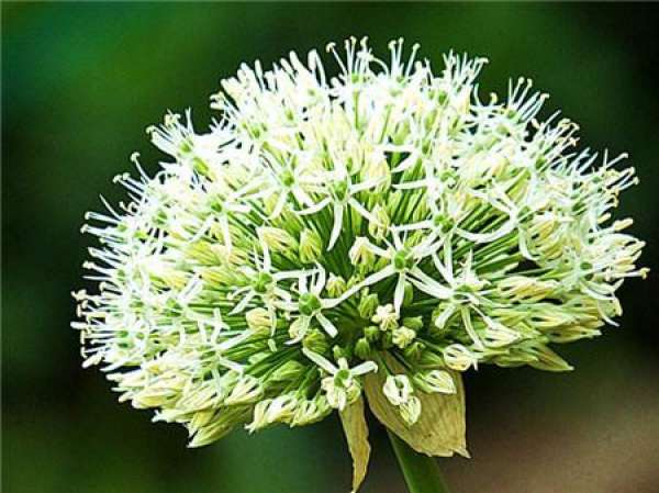 Big flower onion purple sensation