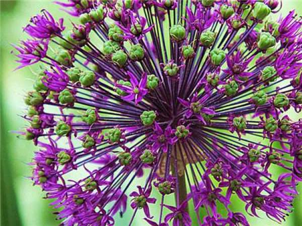 Big flower onion purple sensation