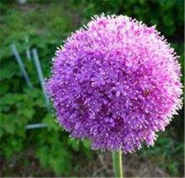Big flower onion purple sensation