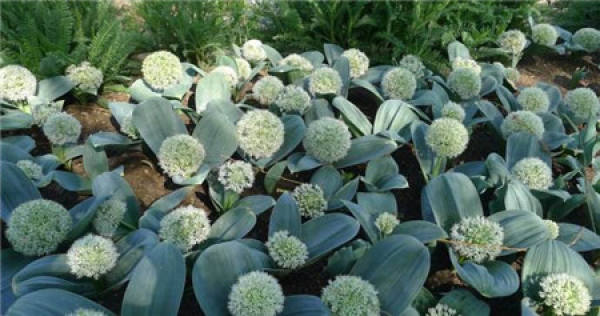 Big flower onion purple sensation