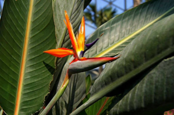 Strelitzia Regina