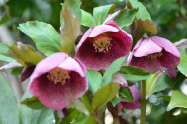 Hellebore