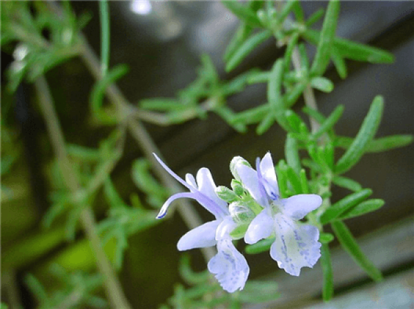 rooting method of rosemary in soil