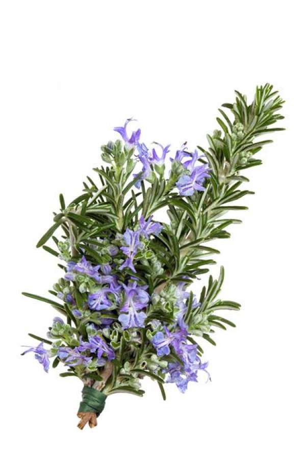 Propagation method of rosemary