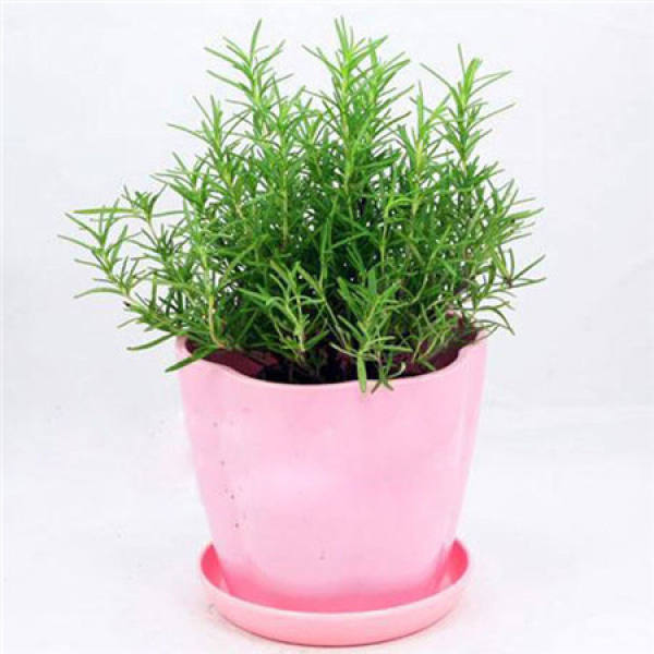 Propagation method of rosemary