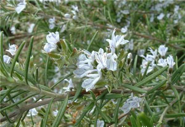 Propagation method of rosemary
