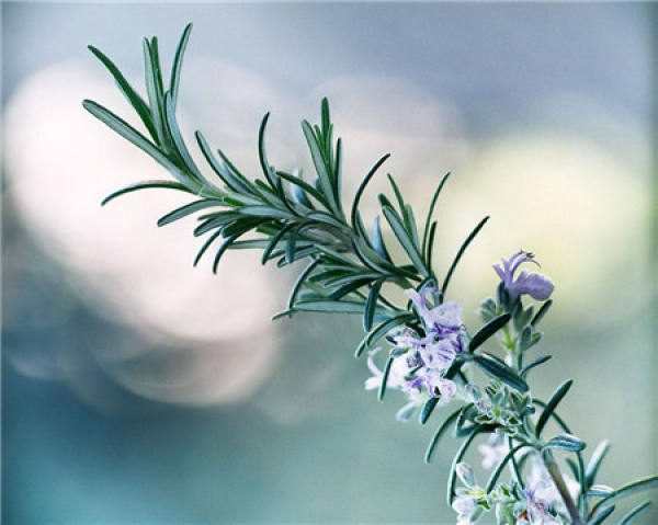 Layering Propagation of Rosmarinus officinalis