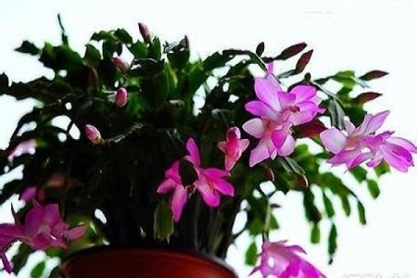 Watering of Zygocactus