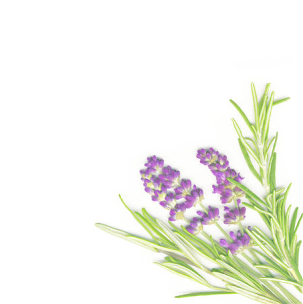 Morphological Characteristics of Rosmarinus officinalis