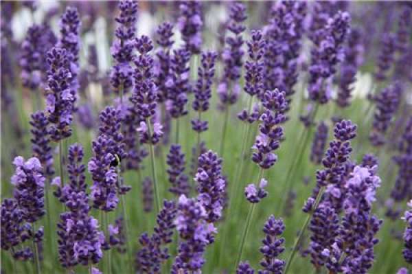 Morphological Characteristics of Rosmarinus officinalis
