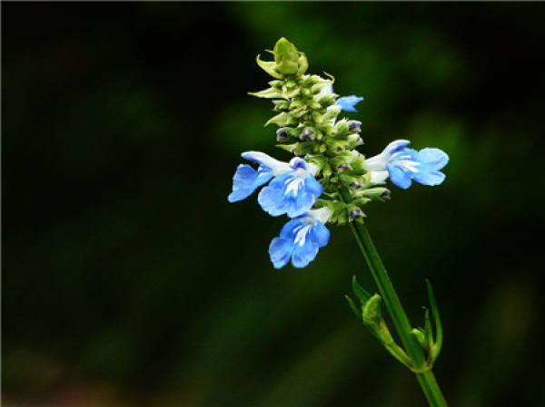 Morphological Characteristics of Rosmarinus officinalis