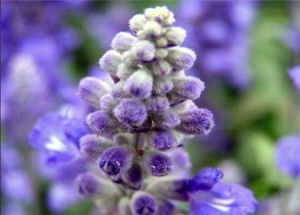 The Flower Language of Salvia