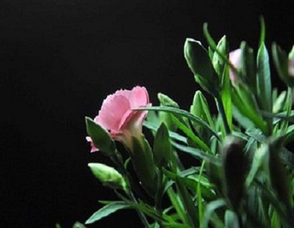 The sowing of carnation