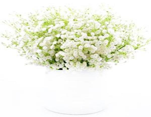 Maintenance of Gypsophila paniculata