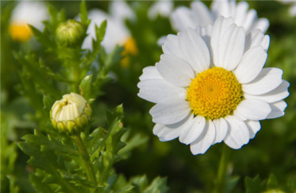 Suitable Humidity for the Cultivation of Chrysanthemum
