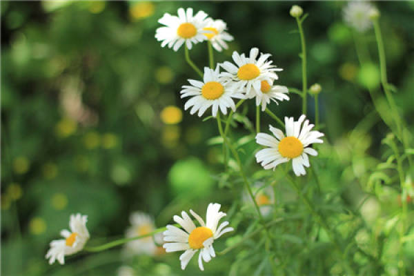 Suitable Humidity for the Cultivation of Chrysanthemum